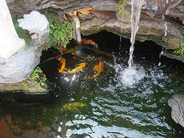 錦鯉魚池